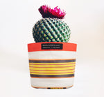 Eco Woven Plant Pot Cover Set of 3 - Tuscan Yellow, Pearl & Rose Beige