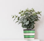 Eco Woven Plant Pot Cover Set of 3 - Grass Green, Indigo & Pearl