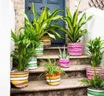Eco Woven Plant Pot Cover Set of 3 - Tuscan Yellow, Pearl & Rose Beige